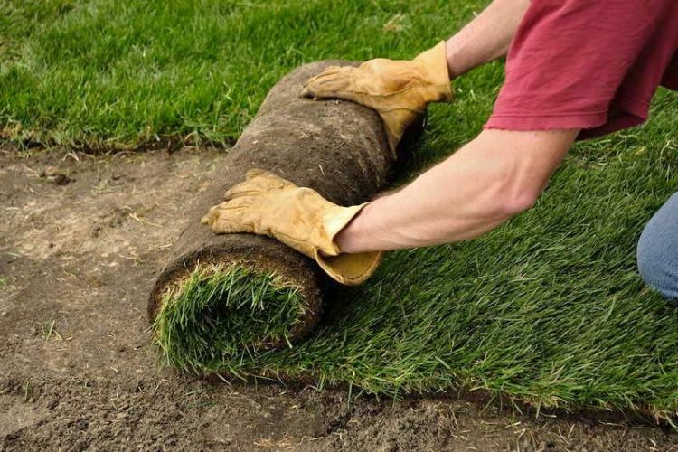 tidy turf
